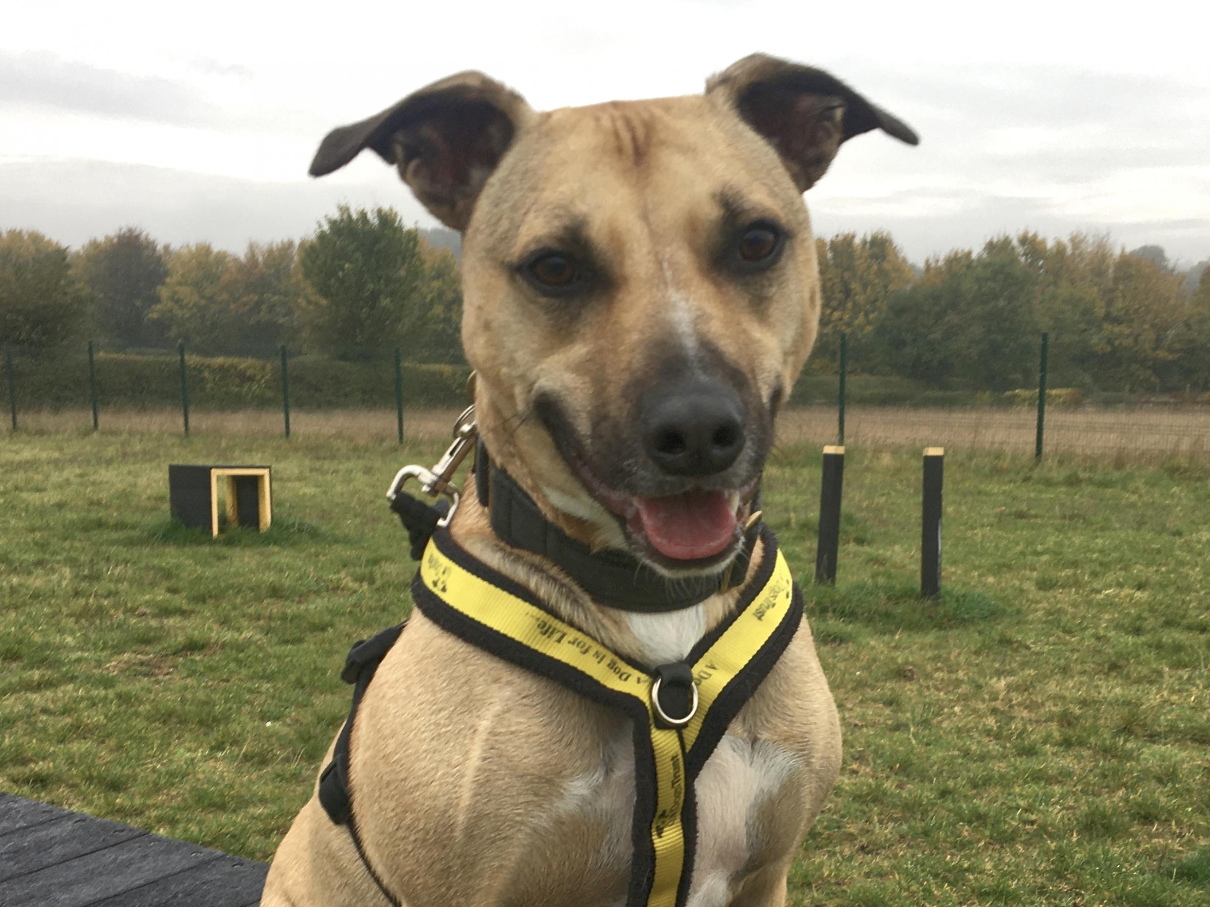 intelligent lurcher/Staffy cross 