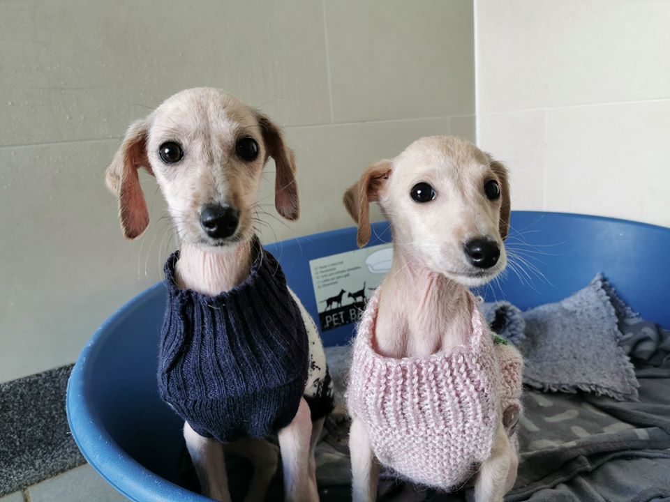 Rspca whippets cheap