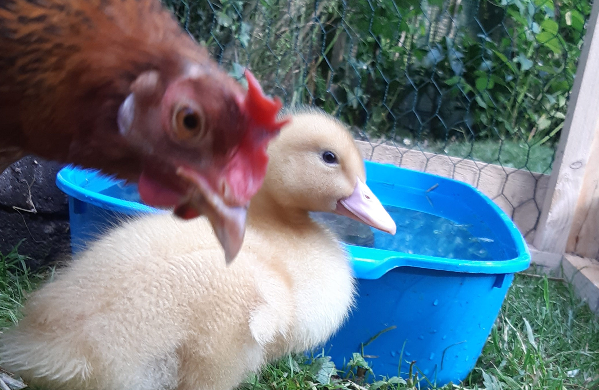 Broody Hen Raises Duckling From Egg Bought In Salisbury S Waitrose Salisbury Journal