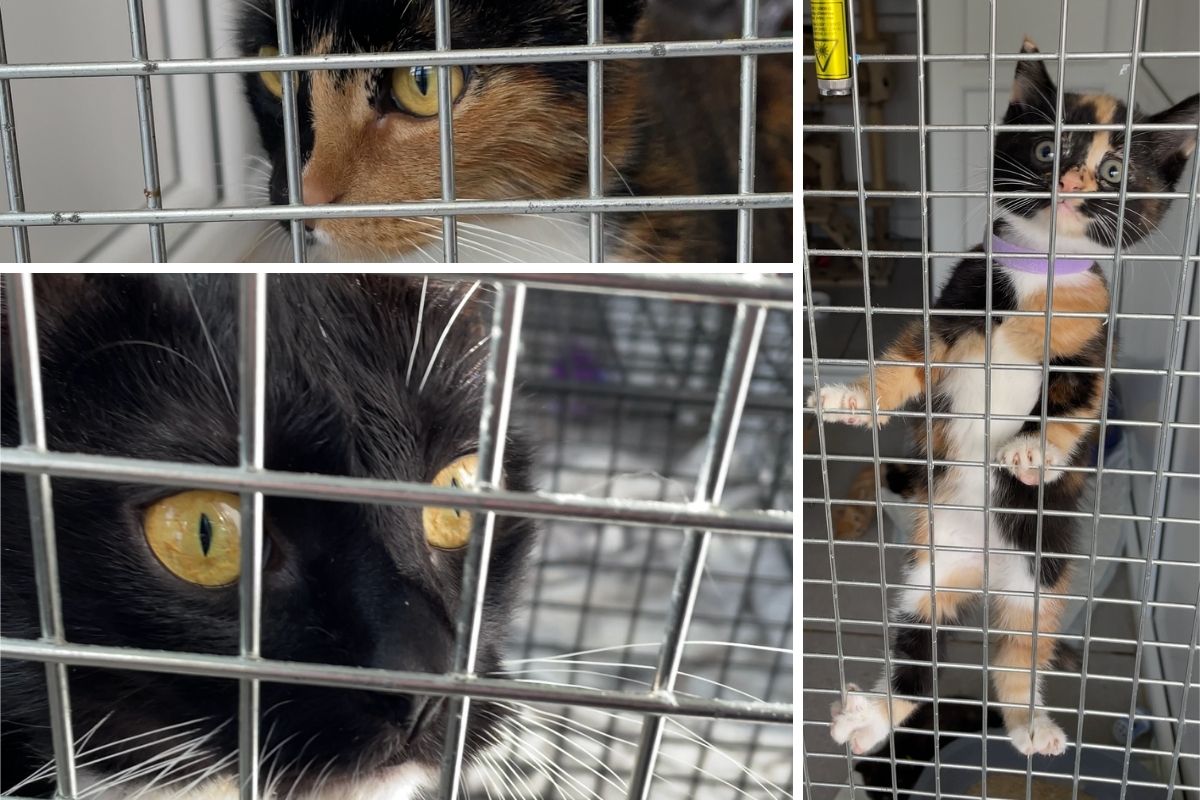 Rescue calls for pet owners to neuter their cats as its demand doubles in one year